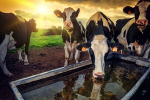 Dairy cows drinking water, Hydroserve help agricultural customers maintain their water supply